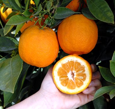 Dummet Bittersweet of Florida