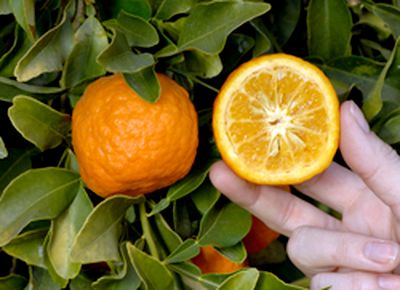 ‘基奇利’Kitchli, Citrus maderaspatana