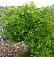 ‘莱瑟亥德’酸橙Leather-head sour orange