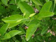 ‘莱瑟亥德’酸橙Leatherhead sour orange