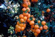 ‘金丝桃叶’橙Myrtle-leaved orange, Citrus aurantium var myrtifolia,