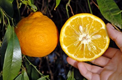 ‘南庄代代’Nanshodaidai Citrus taiwanica