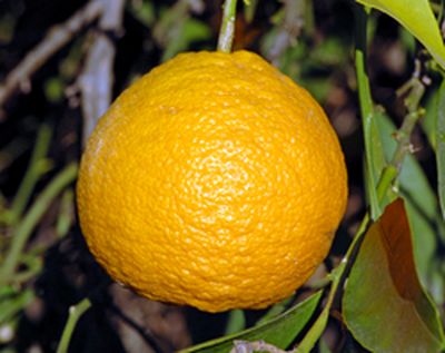 ‘南庄代代’Nanshodaidai Citrus taiwanica