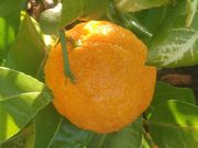 ‘日本夏橙’Natsumikan, Japanese summer orange