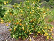 ‘日本夏橙’Natsumikan, Japanese summer orange