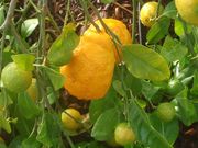 ‘日本夏橙’Natsumikan, Japanese summer orange