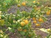 ‘日本夏橙’Natsumikan, Japanese summer orange