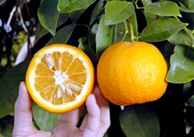 ‘巴拉圭’Paraguay Bittersweet