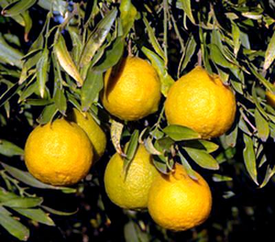 ‘柳叶’Willowleaf sour orange