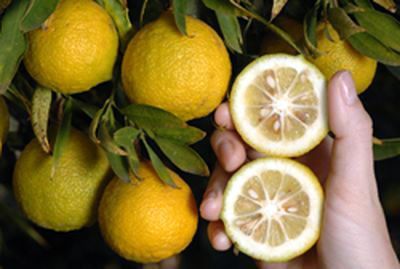 ‘柳叶’Willowleaf sour orange