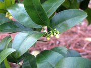 ‘三宝柑’Sanbokan, Citrus sulcata