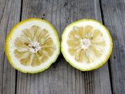 ‘三宝柑’Sanbokan, Citrus sulcata