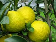 ‘三宝柑’Sanbokan, Citrus sulcata