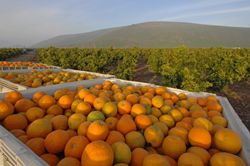 ‘塞维拉诺’Sevillano Sour orange