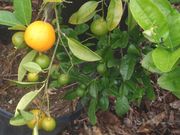 ‘平滑塞维利亚’橙Smooth Flat Seville