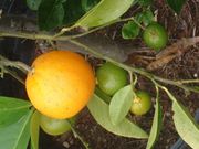 ‘平滑塞维利亚’橙Smooth Flat Seville