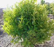 ‘平滑塞维利亚’橙Smooth Flat Seville