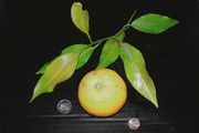 ‘南庄代代’Nanshodaidai Citrus taiwanica