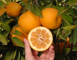 ‘米亚雷’Citrus aurantium 'Tosu'