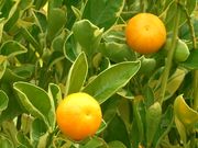 杂色酸橙Variegated sour orange