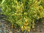 杂色酸橙Variegated sour orange