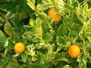 ‘杂色酸橙’Variegated sour orange