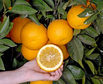 ‘山蜜柑’Yamamikan, citrus intermedia