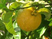 ‘座代代’酸橙Zadaidai sour orange, Citrus rokugatsu