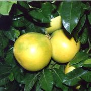 ‘强德勒’柚Chandler pomelo