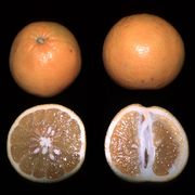 ‘鸡尾’柚 Citrus grandis 'Cocktail'