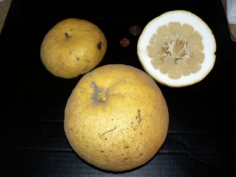 ‘古巴夏多克’柚Cuban Shaddock