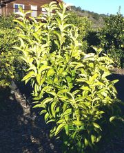 ‘古巴夏多克’柚Cuban Shaddock