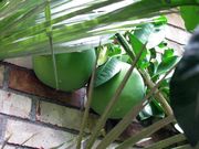 ‘平户文旦’Hirado Buntan pomelo