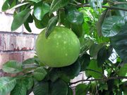 ‘平户文旦’Hirado Buntan pomelo