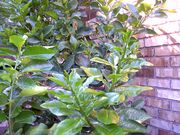 ‘平户文旦’Hirado Buntan pomelo