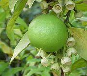 '蜜柚' Honey pomelo