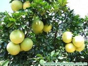 中国‘蜜柚’Chinese 'Honey' pomelo