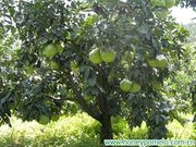 中国‘蜜柚’Chinese 'Honey' pomelo