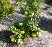 ‘麻豆文旦’Mato Buntan pomelo