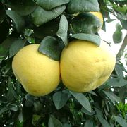 ‘奥罗布兰科’葡萄柚 Grapefruit 'Oroblanco'