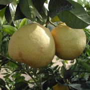 ‘波美利特’柚Citrus grandis 'Pomelit'