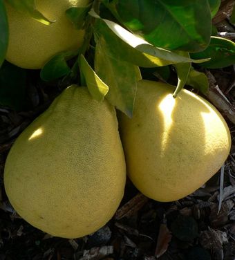 ‘麻豆文旦’柚'Mato Buntan' pomelo