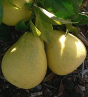 '‘麻豆文旦’Mato Buntan pomelo