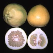 ‘林金’柚Reinking pomelo