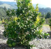 ‘林金’柚Reinking pomelo