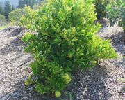 ‘沙捞越’Sarawak pomelo