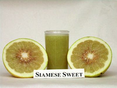 ‘暹罗甜’柚Siamese Sweet pomelo