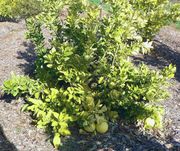 ‘塔希提’Tahitian pomelo