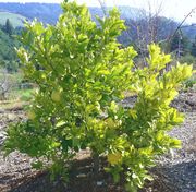 ‘通迪’柚Thong Dee pomelo