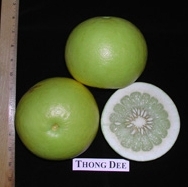 ‘通迪’柚Citrus grandis 'Thong Dee'